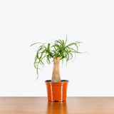 Ponytail Palm — 6" Pot - Thin