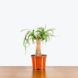 Ponytail Palm - House Plants Delivery Toronto - JOMO Studio