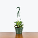 Cebu Blue Pothos — 6” Hanging Basket