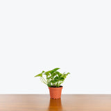 Pothos Emerald — 4” Pot