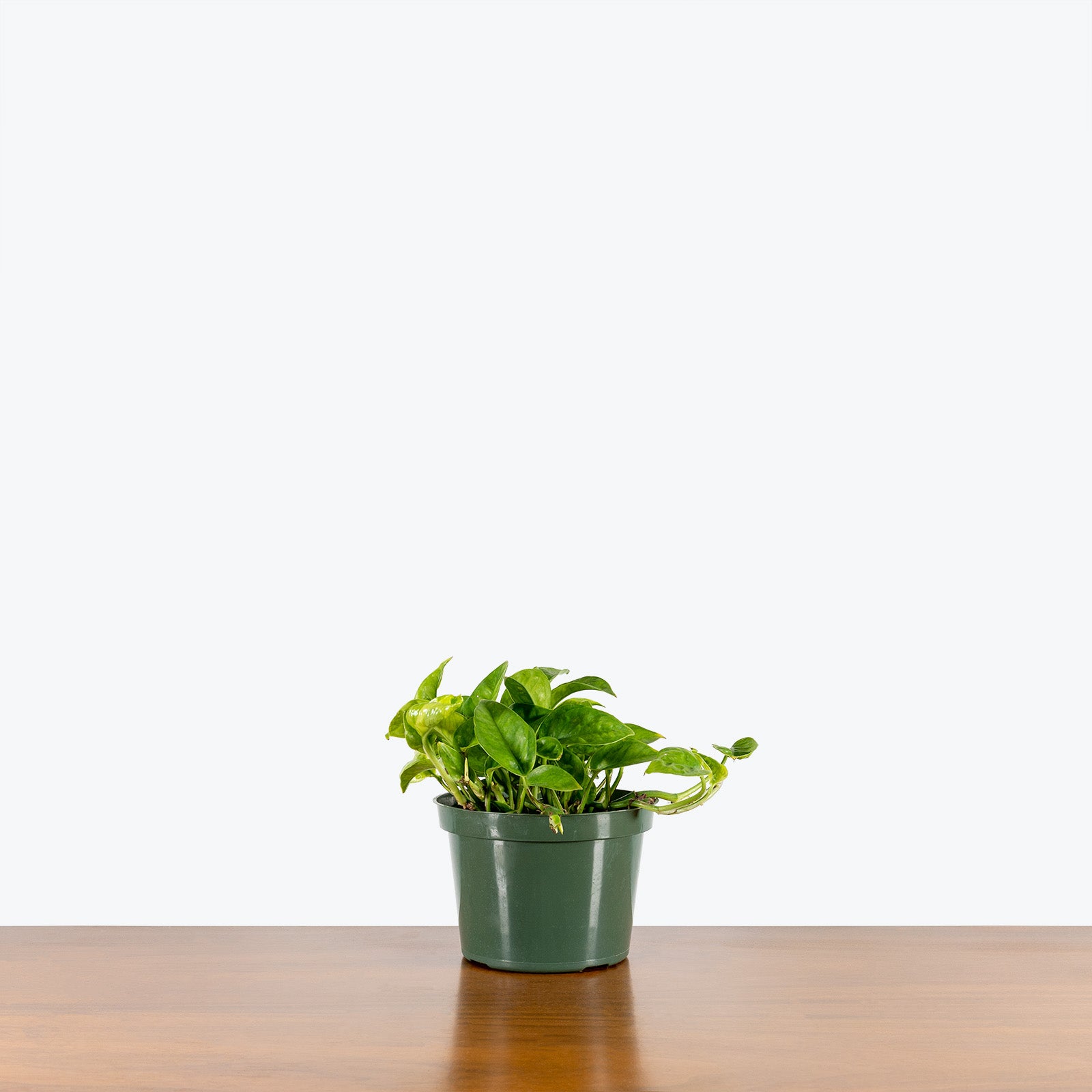 Pothos Emerald - House Plants Delivery Toronto - JOMO Studio
