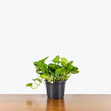 Pothos Global Green — 6” Pot