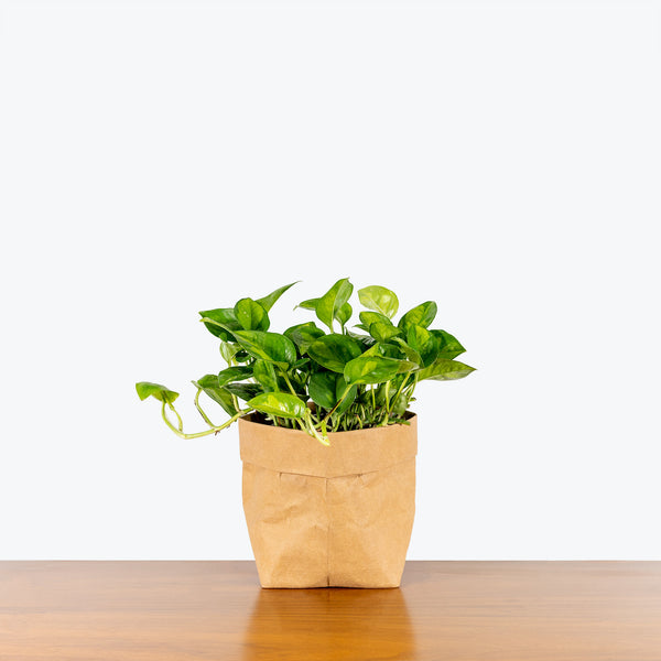 Pothos Global Green - Epipremnum Aureum - House Plants Delivery Toronto - JOMO Studio