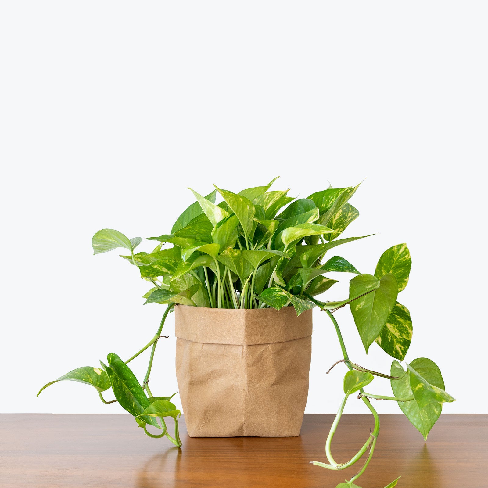 Epipremnum Aureum - Pothos Hawaiian - House Plants Delivery Toronto Canada - JOMO Studio