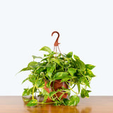 Pothos Hawaiian — 8" Hanging Basket (not trailing)