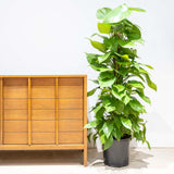 Epipremnum Aureum - Pothos Jade - House Plants Delivery Toronto - JOMO Studio