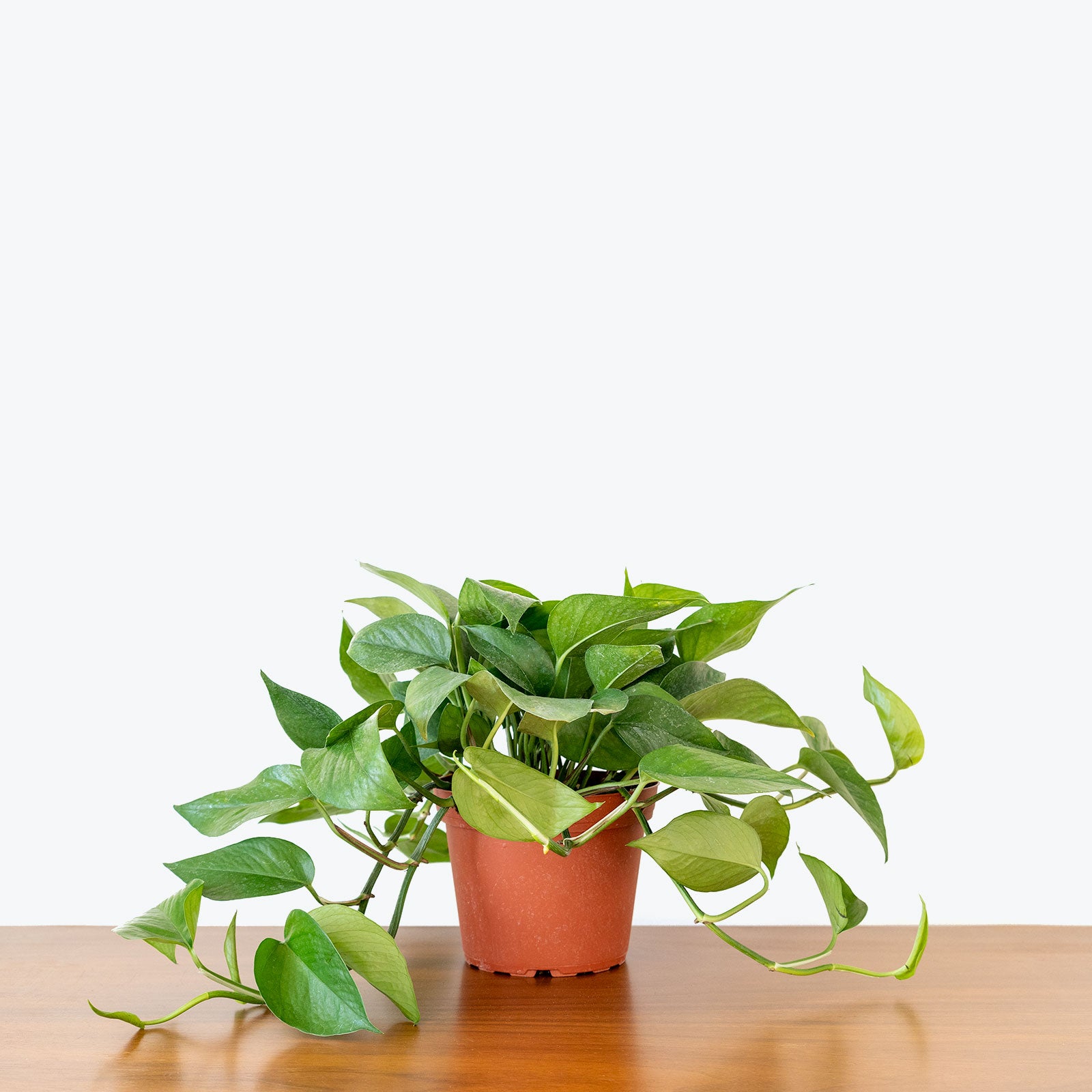 Pothos Jade - Epipremnum Aureum Jade - House Plants Delivery Toronto Canada - JOMO Studio