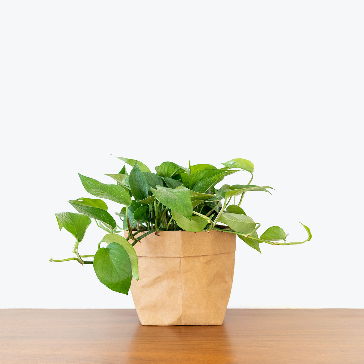 green jade pothos Pothos Jade | Care Guide and Pro Tips - Delivery from Toronto across Canada