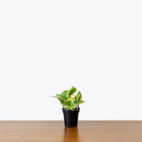 Pothos Marble Queen — 4" Pot (not trailing)