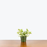 Pothos N’Joy — 4” Pot (not trailing)