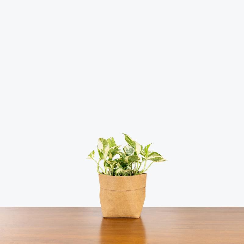 Epipremnum Aureum - Pothos N’Joy - House Plants Delivery Toronto - JOMO Studio