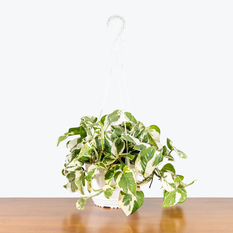 Epipremnum Aureum - Pothos N’Joy - House Plants Delivery Toronto - JOMO Studio