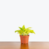 Pothos Neon — 6" Pot (not trailing)