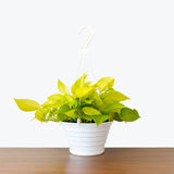 Pothos Neon — 8" Hanging Basket (not trailing)