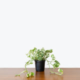 Pothos Pearls and Jade — 4” Pot (not trailing)