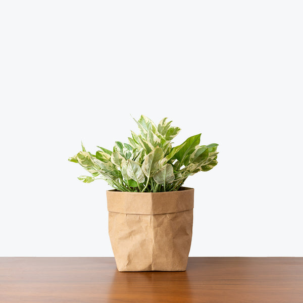 Epipremnum Aureum - Pothos Pearls and Jade - House Plants Delivery Toronto - JOMO Studio