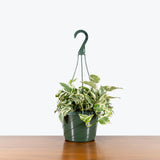 Pothos Pearls and Jade — 8” Hanging Basket (trailing)