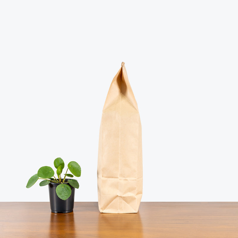 Potting Mix - House Plants Delivery Toronto - JOMO Studio