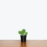 Prickly Pear Cactus — 4" Pot