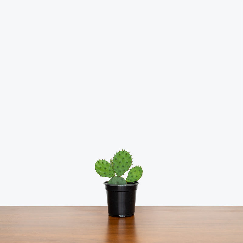 Prickly Pear Cactus - Opuntia Monacantha - House Plants Delivery Toronto - JOMO Studio