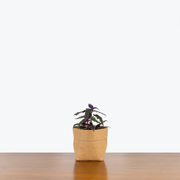 Purple Passion Plant - Gynura aurantiaca - House Plants Delivery Toronto - JOMO Studio