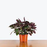 Purple Waffle Plant - Hemigraphis alternata - House Plants Delivery Toronto - JOMO Studio