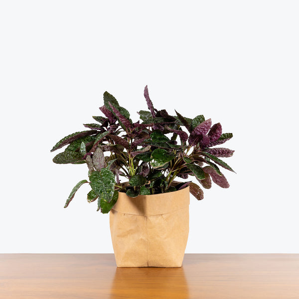 Purple Waffle Plant - Hemigraphis alternata - House Plants Delivery Toronto - JOMO Studio