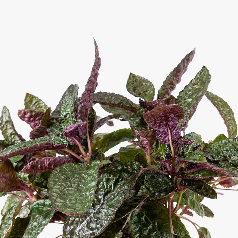 Purple Waffle Plant - Hemigraphis alternata - House Plants Delivery Toronto - JOMO Studio