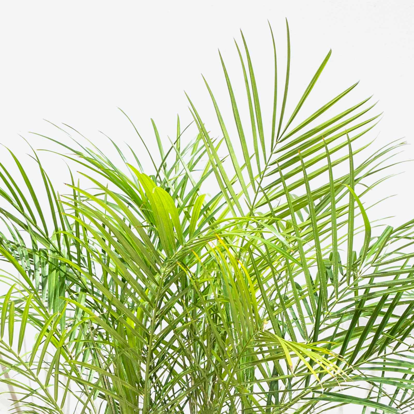 Pygmy Date Palm - Phoenix roebelenii - House Plants Delivery Toronto - JOMO Studio