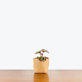 Rex Begonia — 4" Pot - Single Assorted