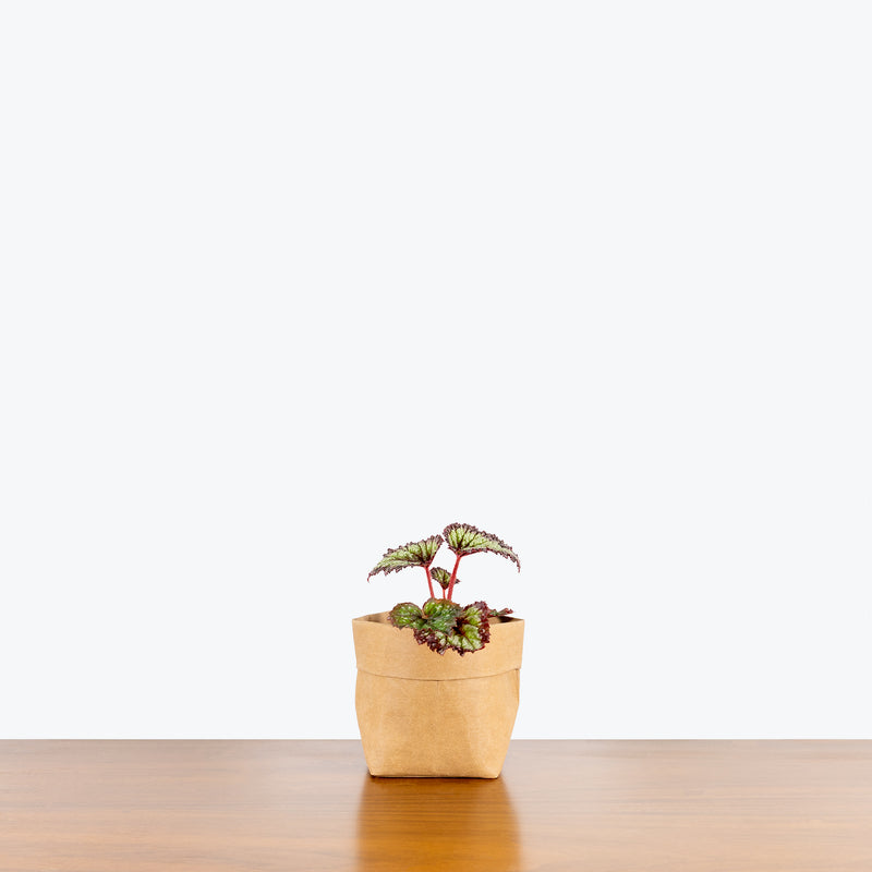 Rex Begonia - House Plants Delivery Toronto - JOMO Studio