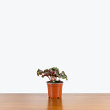 Rex Begonia - House Plants Delivery Toronto - JOMO Studio