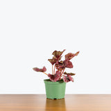 Rex Begonia - House Plants Delivery Toronto - JOMO Studio