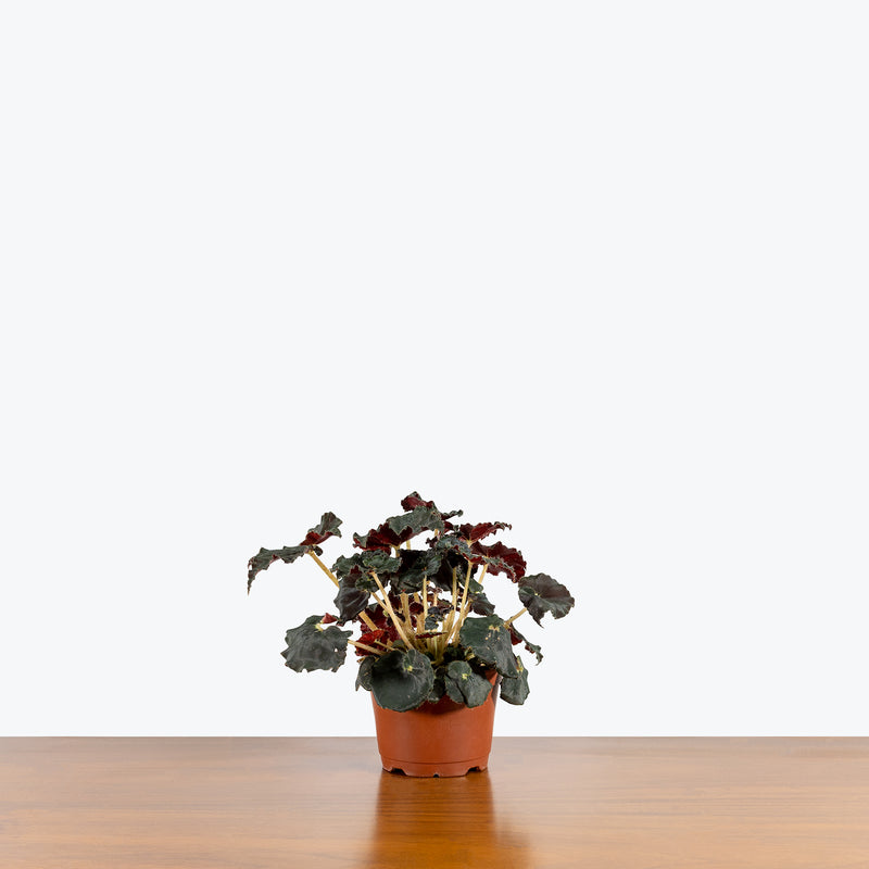 Rex Begonia Dark Mambo - House Plants Delivery Toronto - JOMO Studio