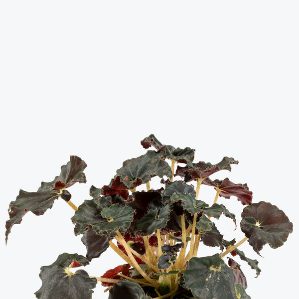 Rex Begonia Dark Mambo - House Plants Delivery Toronto - JOMO Studio