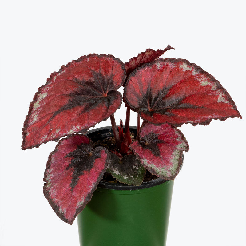 Rex Begonia Red Kiss - House Plants Delivery Toronto - JOMO Studio
