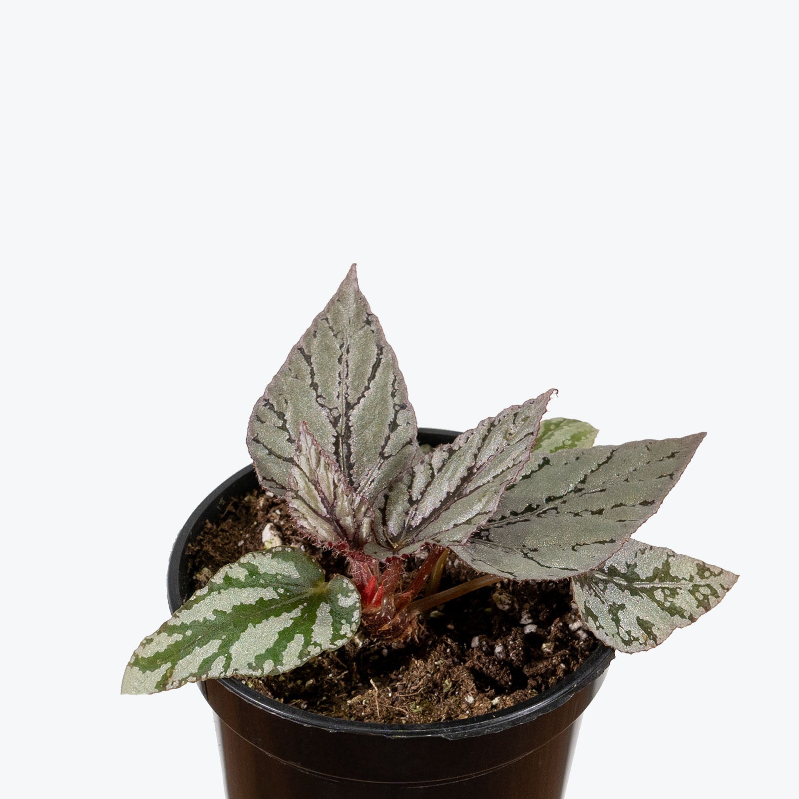 Rex Begonia Silver - House Plants Delivery Toronto - JOMO Studio
