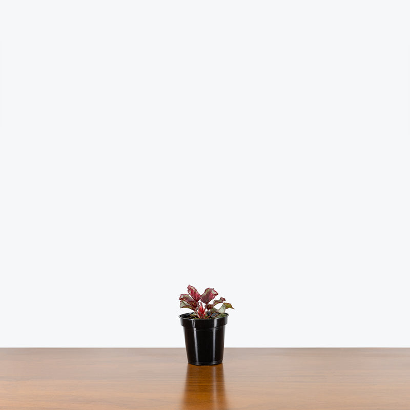 Rex Begonia Spitfire - House Plants Delivery Toronto - JOMO Studio
