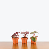 Rex Begonia - House Plants Delivery Toronto - JOMO Studio