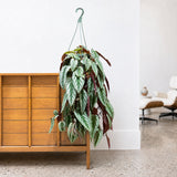 Rex Begonia Vine — 8" Hanging Basket