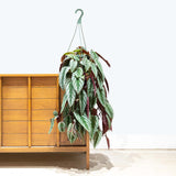 Rex Begonia Vine - House Plants Delivery Toronto - JOMO Studio