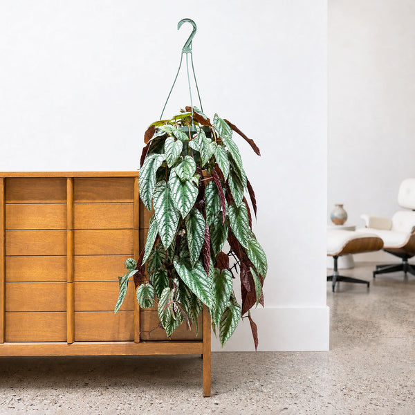 Rex Begonia Vine - House Plants Delivery Toronto - JOMO Studio
