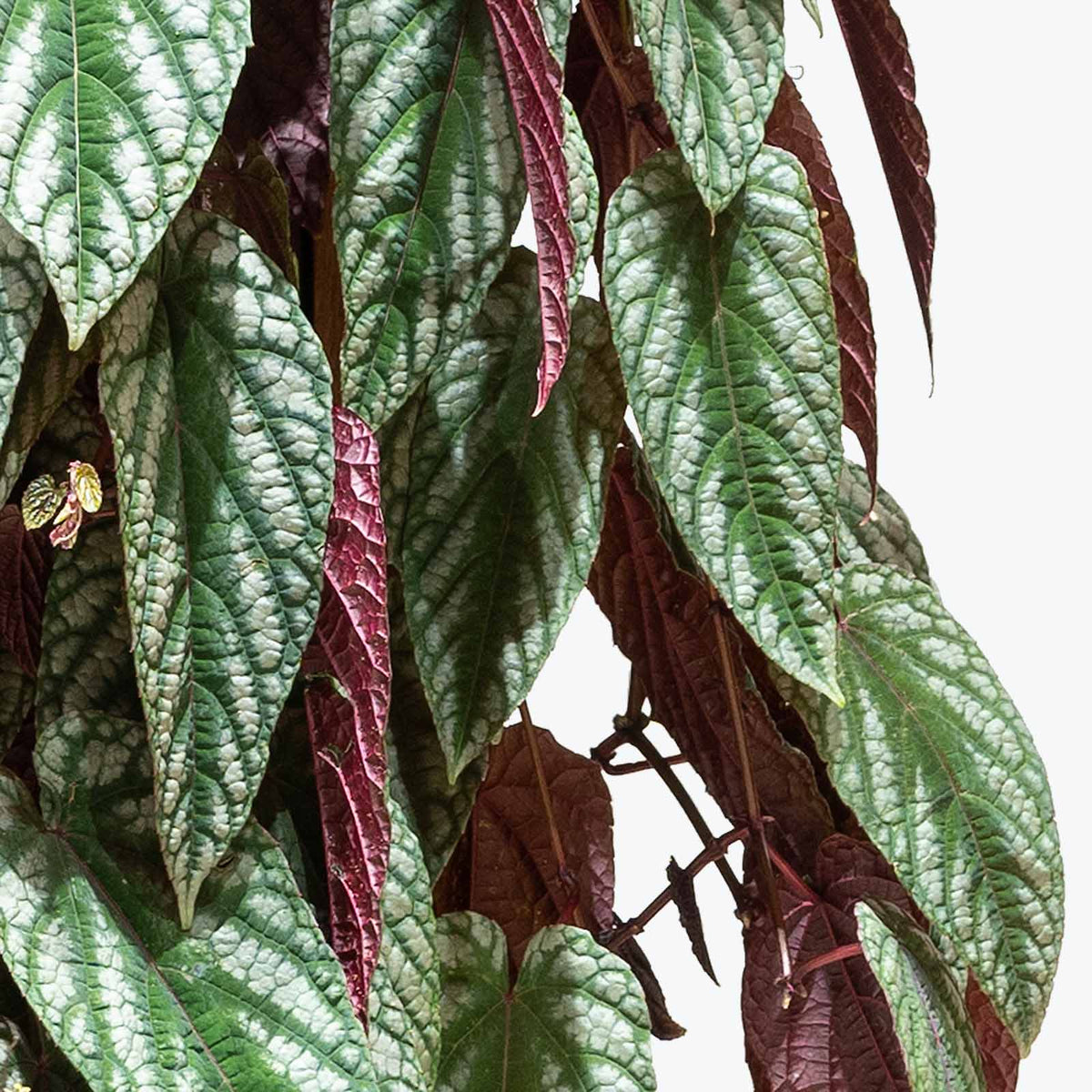 Terrific Rex Begonia Vine Photos