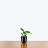 Rhaphidophora Decursiva - House Plants Delivery Toronto - JOMO Studio