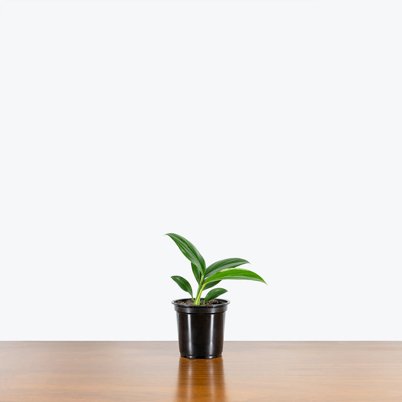 Rhaphidophora Decursiva - House Plants Delivery Toronto - JOMO Studio