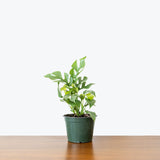 Rhaphidophora Tetrasperma - House Plants Delivery Toronto - JOMO Studio