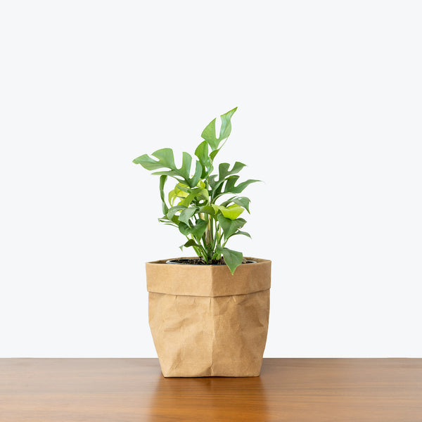 Rhaphidophora Tetrasperma - House Plants Delivery Toronto - JOMO Studio