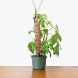 Rhaphidophora Tetrasperma - House Plants Delivery Toronto - JOMO Studio