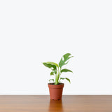 Rhaphidophora Tetrasperma — 4” Pot