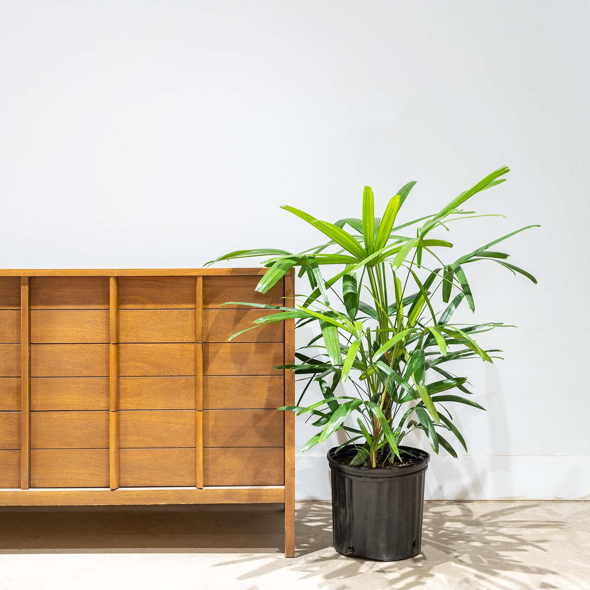 Lady Palm - Rhapis excelsa - House Plants Delivery Toronto - JOMO Studio